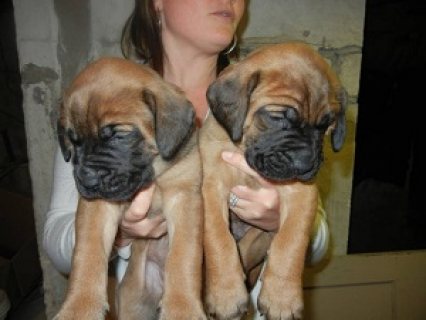 English Mastiff Puppies for Sale