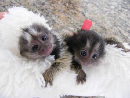 Marmoset  Monkeys For sale