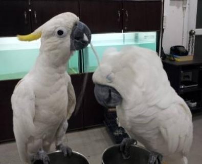 Cockatoo Parrot male and female for sale 1