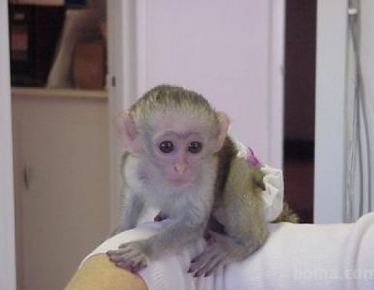 Quality train Capuchin Monkeys for sale