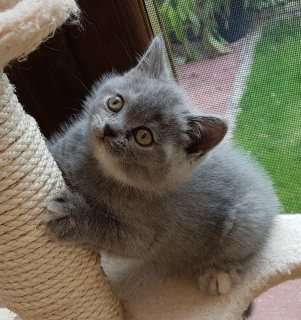 Quality White Persian Kittens For Sale الدوحة 14993