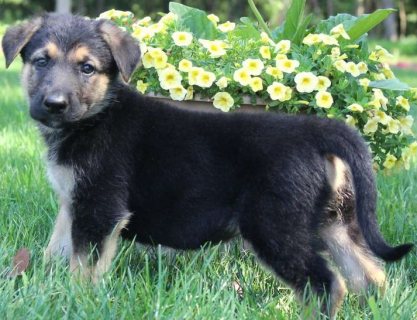 Beautiful German shepherd puppies for sale