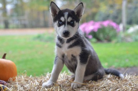 Awesome Siberian husky puppies for sale