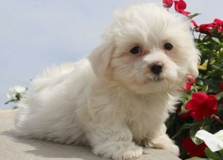Clean quality Maltese puppies for sale