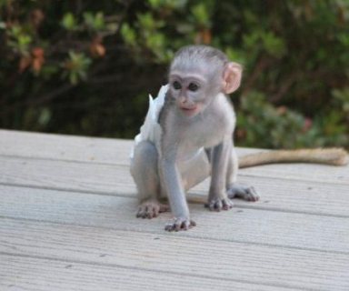 Trained Capuchin monkeys for sale