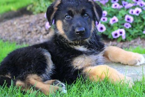 Cute German shepherd puppies for sale
