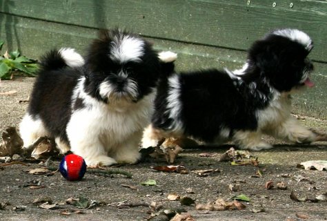 Adorable Shih Tzu puppies for sale