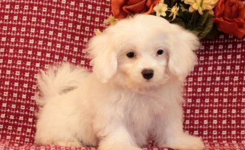 Outstanding Maltese puppies for sale