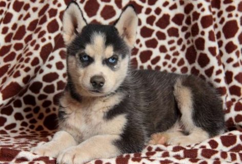 Clean Siberian husky puppies for sale