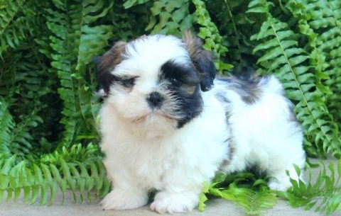 Clean Shih Tzu puppies for sale