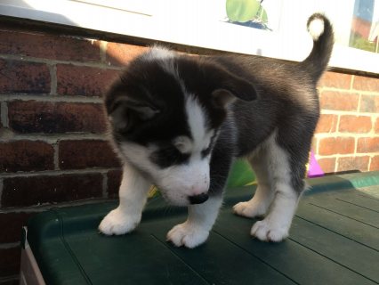 precious Siberian  husky puppies available for sale 