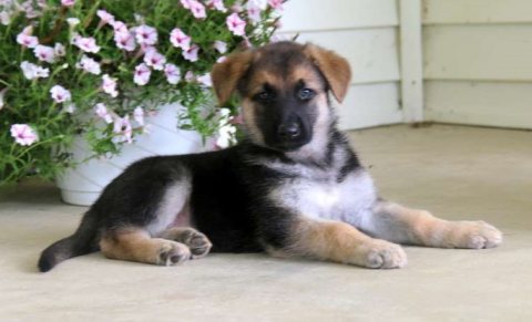 Adorable German shepherd puppies for sale