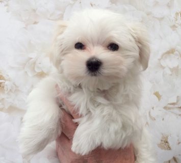 Top class Maltese puppies for sale