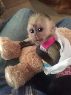 Adorable Capuchin monkeys for sale