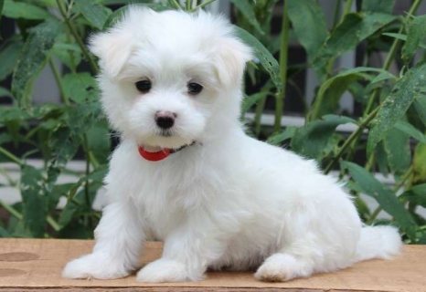Clean home raise Maltese puppies for sale