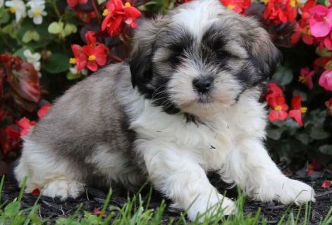 Clean adorable Shih Tzu puppies for sale