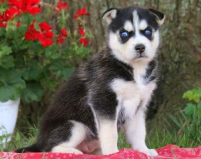 Super cute Siberian husky puppies for sale 1