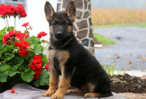Awesome AKC Herman shepherd puppies for sal