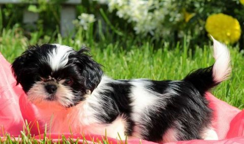 Most beautiful Shih Tzu puppies for sale