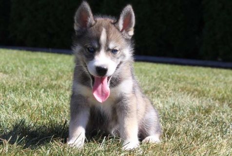Gorgeous Siberian husky puppies for sale 1