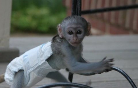 Outstanding Capuchin monkeys for sale