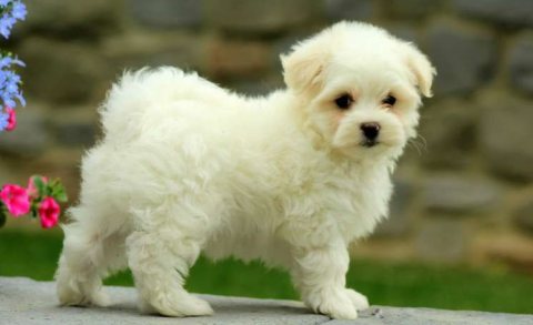 Good quality Maltese puppies for re-homing 1