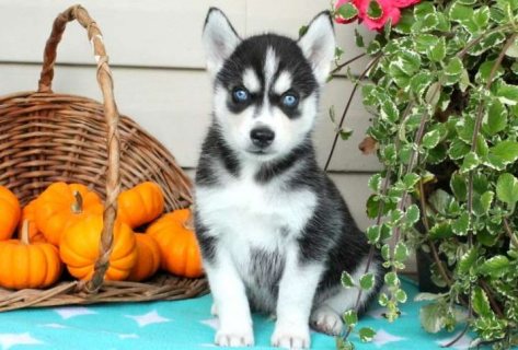 Clean AKC Siberian husky puppies for re-homing