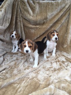 Outstanding Beagle Puppies