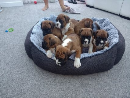 Boxer Puppies 2