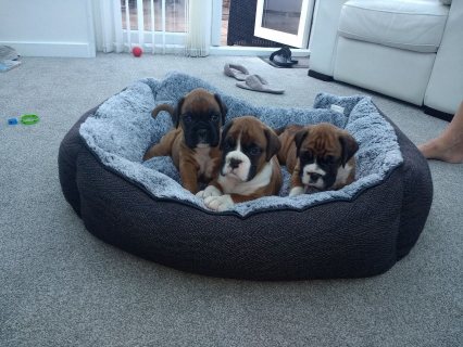 Boxer Puppies 3