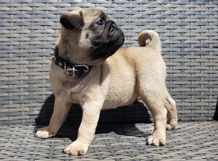 Two Pug Puppies for Sale