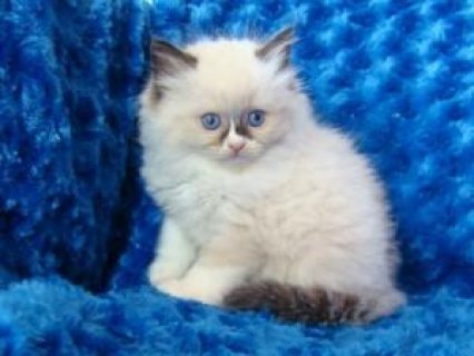 Persian Kittens For Sale 