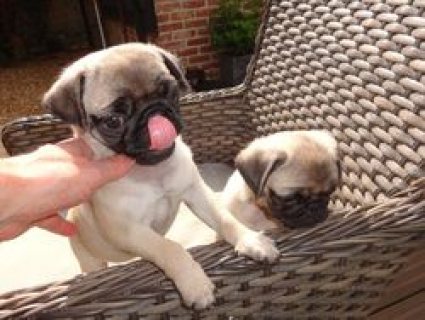 Male and Female Pug Puppies For Sale.