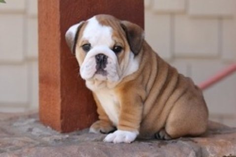 Lovely English Bulldog Puppies For Sale 1