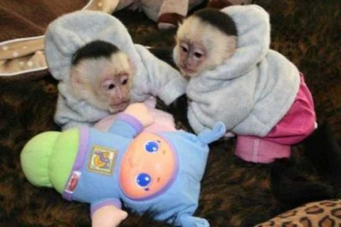 Super cute Capuchin Monkeys for sale