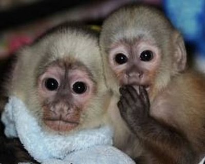 Super cute Capuchin monkeys for sale