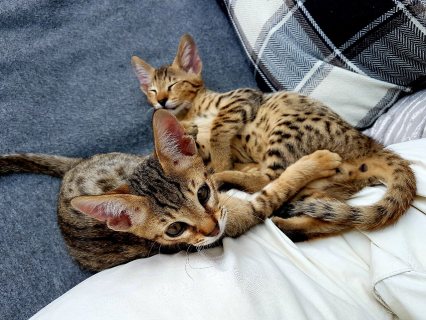 3 Savannah Kittens for sale 1