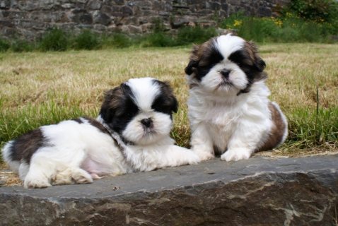 Beautiful Shih Tzu Puppies For Sale 