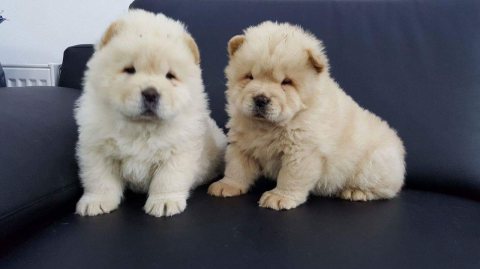 Charming Chow Chow Puppies Ready 