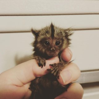 Adorable and Sweet Marmoset Monkeys for Sale