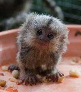 Adorable Marmoset Monkeys For Rehoming 1