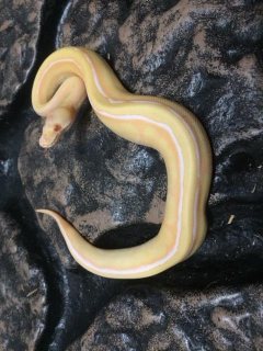 healthy albino and piebald python for sale