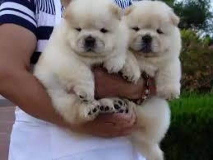 playful Chow Chow Puppies for sale