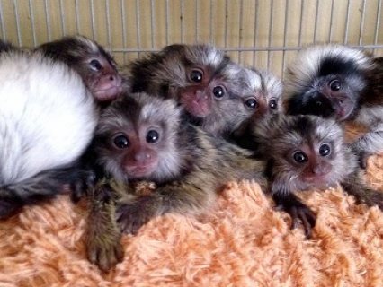 Gorgeous Marmoset Monkeys now available 1