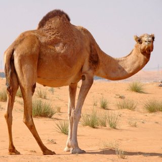 Camel for lovely homes and family for sale 1