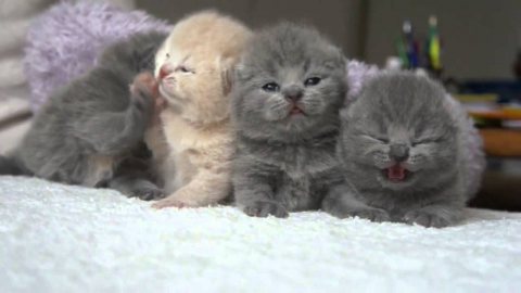  Nice British Shorthair Kittens For Sale.