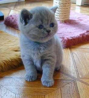  Adorable British Shorthair Kittens For Sale.