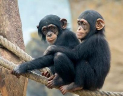 Chimpanzee ready for new homes