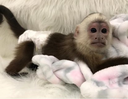 Adorable baby capuchin monkeys for sale