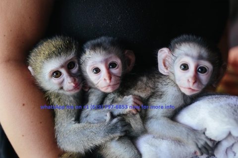 We have all kinds of monkeys for sale, WhatsApp us for more information